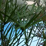 Tasca & Caltagirone